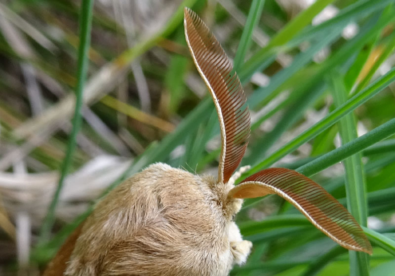 maschio di Macrothylacia rubi - Lasiocampidae